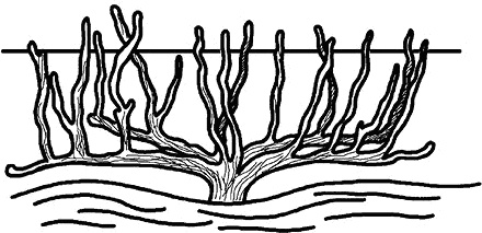 Иллюстрация к книге — Умный виноградник без хлопот [_42.jpg]