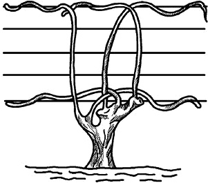 Иллюстрация к книге — Умный виноградник без хлопот [_43.jpg]