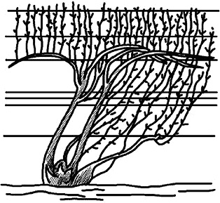 Иллюстрация к книге — Умный виноградник без хлопот [_44.jpg]