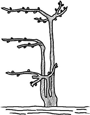 Иллюстрация к книге — Умный виноградник без хлопот [_45.jpg]