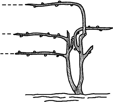 Иллюстрация к книге — Умный виноградник без хлопот [_46.jpg]