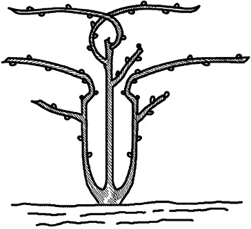 Иллюстрация к книге — Умный виноградник без хлопот [_47.jpg]