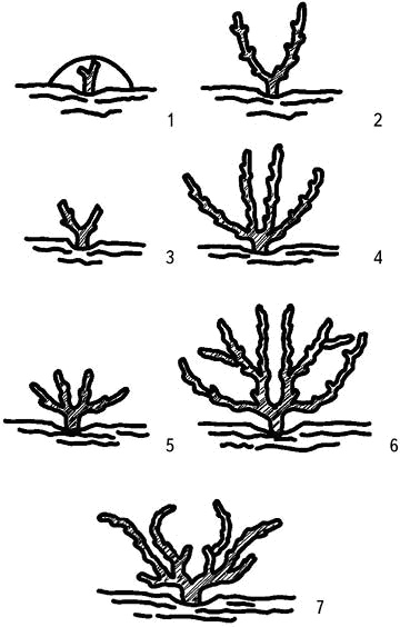 Иллюстрация к книге — Умный виноградник без хлопот [_49.jpg]