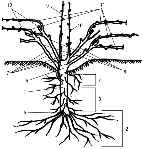 Иллюстрация к книге — Умный виноградник без хлопот [_5.jpg]