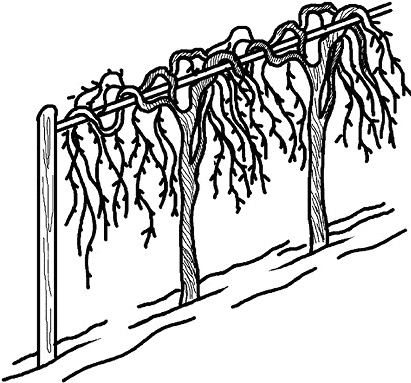 Иллюстрация к книге — Умный виноградник без хлопот [_53.jpg]