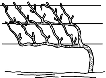 Иллюстрация к книге — Умный виноградник без хлопот [_56.jpg]