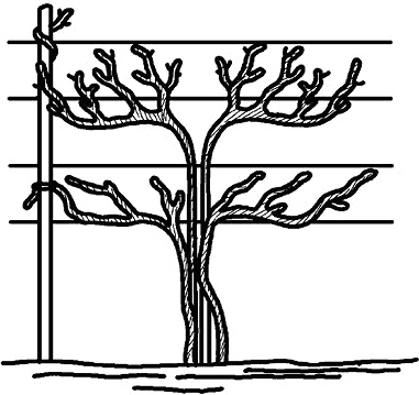 Иллюстрация к книге — Умный виноградник без хлопот [_57.jpg]