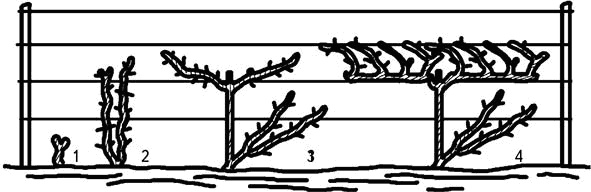 Иллюстрация к книге — Умный виноградник без хлопот [_61.jpg]