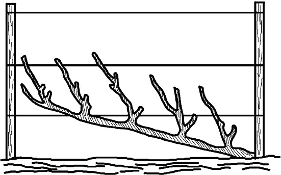 Иллюстрация к книге — Умный виноградник без хлопот [_63.jpg]