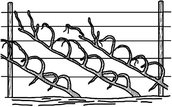 Иллюстрация к книге — Умный виноградник без хлопот [_64.jpg]