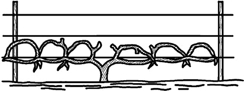 Иллюстрация к книге — Умный виноградник без хлопот [_65.jpg]