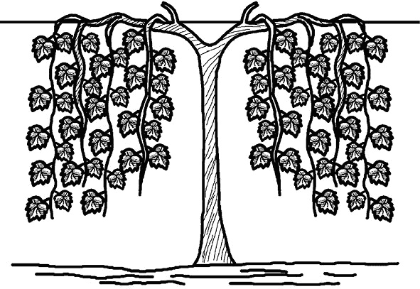 Иллюстрация к книге — Умный виноградник без хлопот [_67.jpg]