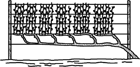 Иллюстрация к книге — Умный виноградник без хлопот [_68.jpg]