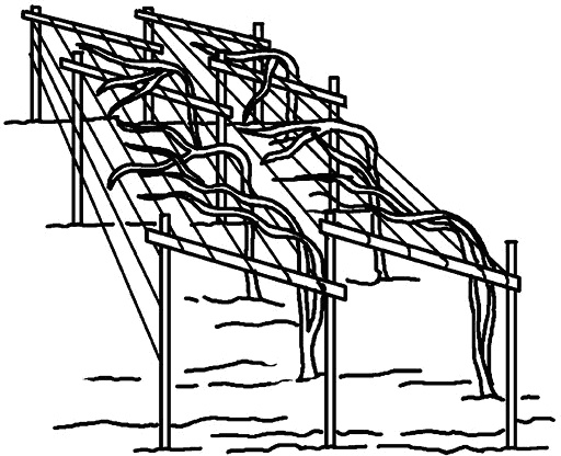 Иллюстрация к книге — Умный виноградник без хлопот [_70.jpg]