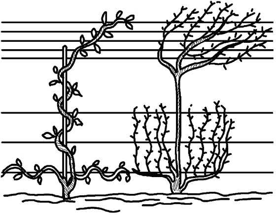 Иллюстрация к книге — Умный виноградник без хлопот [_74.jpg]
