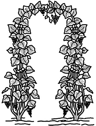 Иллюстрация к книге — Умный виноградник без хлопот [_76.jpg]