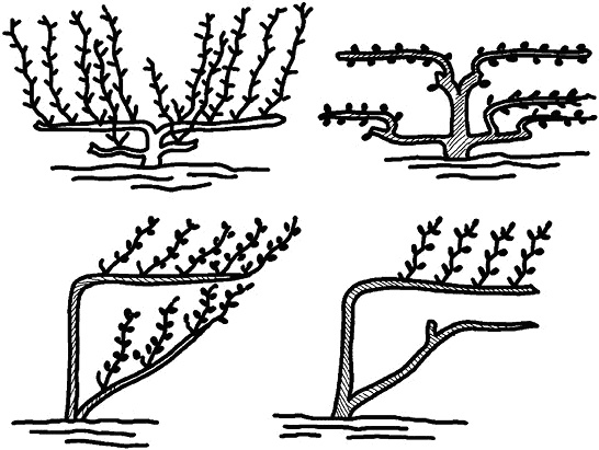 Иллюстрация к книге — Умный виноградник без хлопот [_77.jpg]