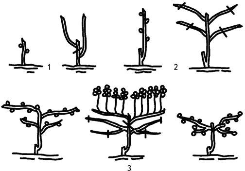 Иллюстрация к книге — Умный виноградник без хлопот [_80.jpg]