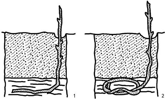 Иллюстрация к книге — Умный виноградник без хлопот [_81.jpg]