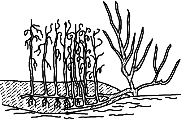 Иллюстрация к книге — Умный виноградник без хлопот [_85.jpg]