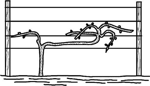 Иллюстрация к книге — Умный виноградник без хлопот [_86.jpg]