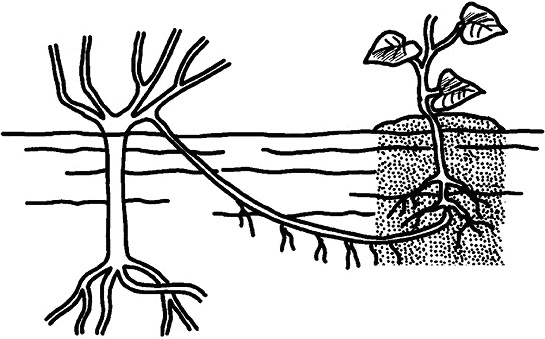 Иллюстрация к книге — Умный виноградник без хлопот [_87.jpg]