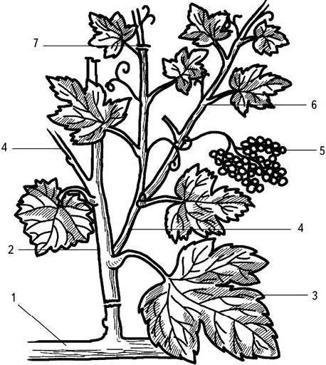 Иллюстрация к книге — Умный виноградник без хлопот [_9.jpg]