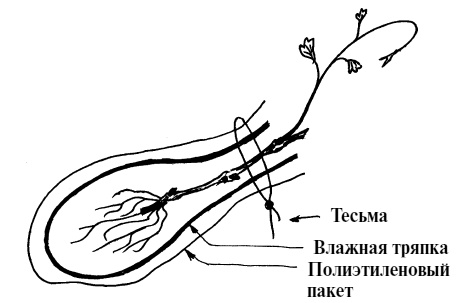 Иллюстрация к книге — Обрезка винограда. Проверенные способы формировки укрывного винограда в средней полосе России [i_002.jpg]
