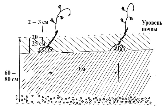 Иллюстрация к книге — Обрезка винограда. Проверенные способы формировки укрывного винограда в средней полосе России [i_004.jpg]