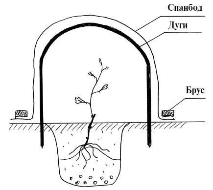 Иллюстрация к книге — Обрезка винограда. Проверенные способы формировки укрывного винограда в средней полосе России [i_005.jpg]