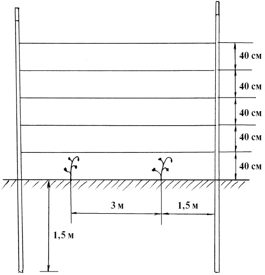 Иллюстрация к книге — Обрезка винограда. Проверенные способы формировки укрывного винограда в средней полосе России [i_007.jpg]