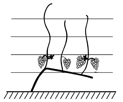 Иллюстрация к книге — Обрезка винограда. Проверенные способы формировки укрывного винограда в средней полосе России [i_015.jpg]