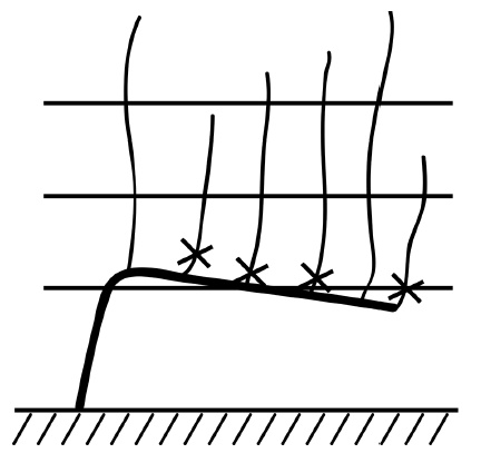 Иллюстрация к книге — Обрезка винограда. Проверенные способы формировки укрывного винограда в средней полосе России [i_020.jpg]