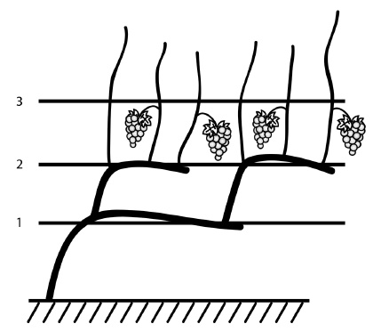 Иллюстрация к книге — Обрезка винограда. Проверенные способы формировки укрывного винограда в средней полосе России [i_023.jpg]