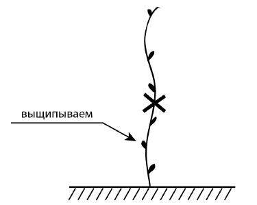 Иллюстрация к книге — Обрезка винограда. Проверенные способы формировки укрывного винограда в средней полосе России [i_027.jpg]