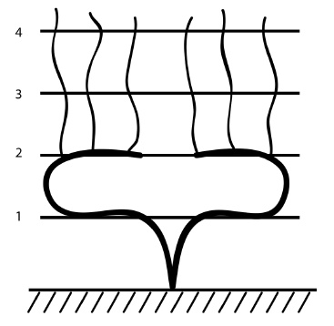 Иллюстрация к книге — Обрезка винограда. Проверенные способы формировки укрывного винограда в средней полосе России [i_036.jpg]