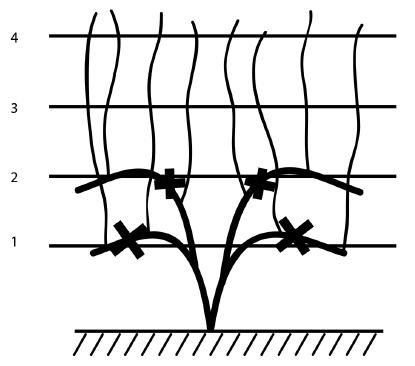Иллюстрация к книге — Обрезка винограда. Проверенные способы формировки укрывного винограда в средней полосе России [i_041.jpg]