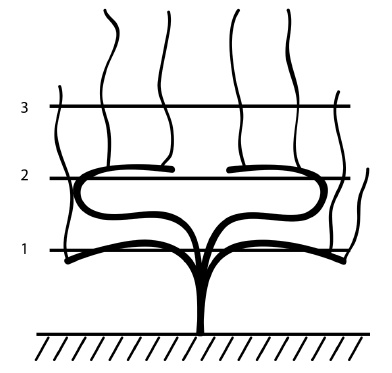 Иллюстрация к книге — Обрезка винограда. Проверенные способы формировки укрывного винограда в средней полосе России [i_043.jpg]