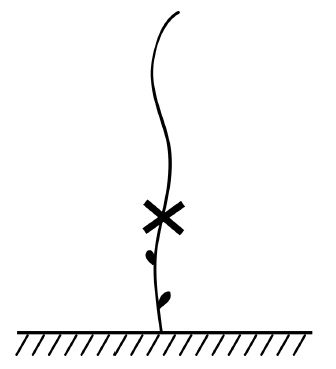 Иллюстрация к книге — Обрезка винограда. Проверенные способы формировки укрывного винограда в средней полосе России [i_045.jpg]