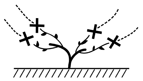 Иллюстрация к книге — Обрезка винограда. Проверенные способы формировки укрывного винограда в средней полосе России [i_049.jpg]