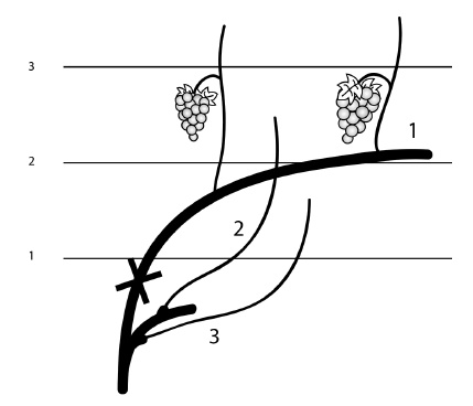 Иллюстрация к книге — Обрезка винограда. Проверенные способы формировки укрывного винограда в средней полосе России [i_052.jpg]