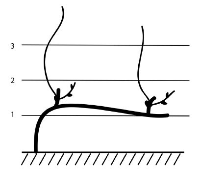 Иллюстрация к книге — Обрезка винограда. Проверенные способы формировки укрывного винограда в средней полосе России [i_062.jpg]