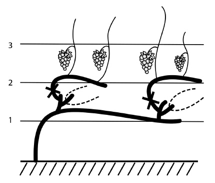 Иллюстрация к книге — Обрезка винограда. Проверенные способы формировки укрывного винограда в средней полосе России [i_063.jpg]
