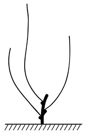 Иллюстрация к книге — Обрезка винограда. Проверенные способы формировки укрывного винограда в средней полосе России [i_066.jpg]