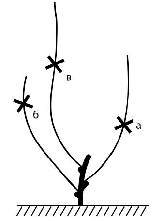 Иллюстрация к книге — Обрезка винограда. Проверенные способы формировки укрывного винограда в средней полосе России [i_067.jpg]