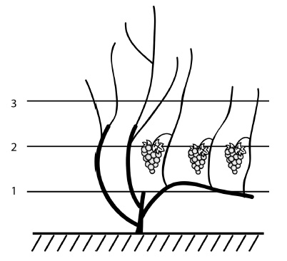 Иллюстрация к книге — Обрезка винограда. Проверенные способы формировки укрывного винограда в средней полосе России [i_069.jpg]