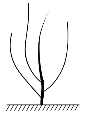 Иллюстрация к книге — Обрезка винограда. Проверенные способы формировки укрывного винограда в средней полосе России [i_070.jpg]