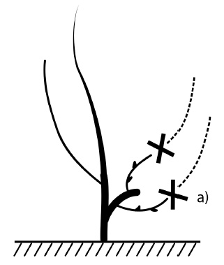 Иллюстрация к книге — Обрезка винограда. Проверенные способы формировки укрывного винограда в средней полосе России [i_073.jpg]