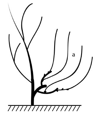 Иллюстрация к книге — Обрезка винограда. Проверенные способы формировки укрывного винограда в средней полосе России [i_074.jpg]