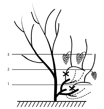 Иллюстрация к книге — Обрезка винограда. Проверенные способы формировки укрывного винограда в средней полосе России [i_076.jpg]